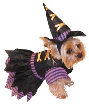 Witch Dog Halloween Costume